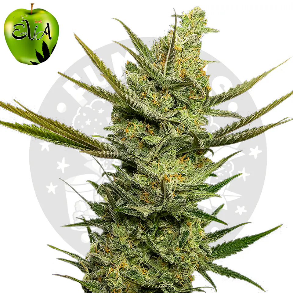 Eva Seeds Gipsy Haze Fem 2