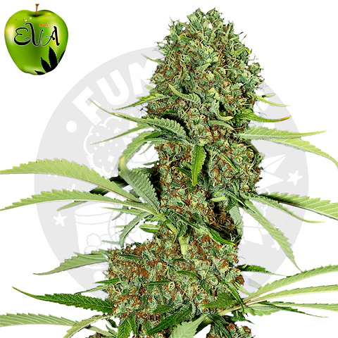 Eva Seeds Jamaican Dream Fem