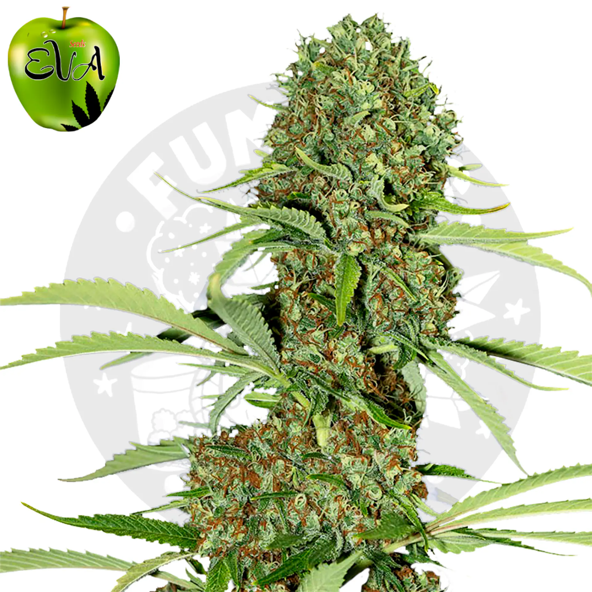 Eva Seeds Jamaican Dream Fem 2