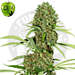 Eva Seeds Jamaican Dream Fem - Miniatura 2