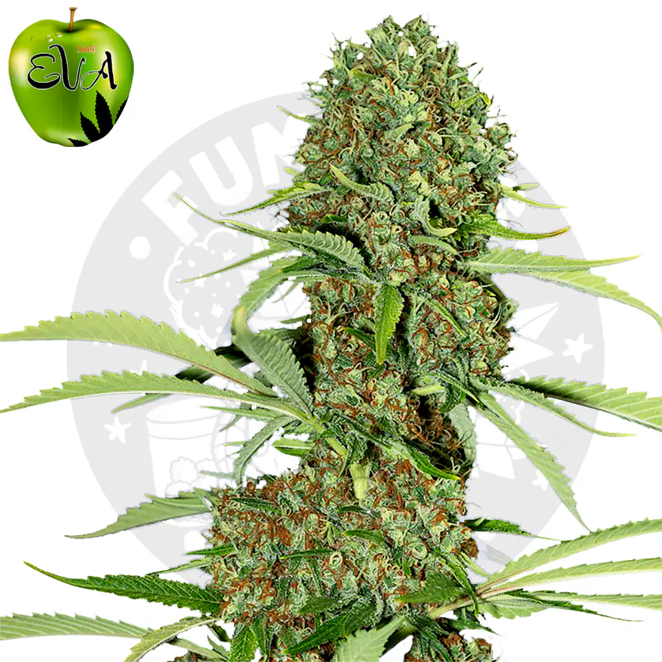 Eva Seeds Jamaican Dream Fem 2