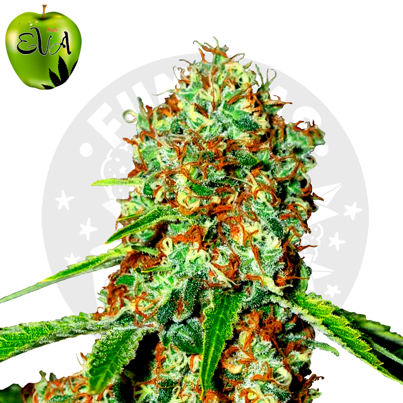 Eva Seeds Jamaican Dream CBD Fem 2