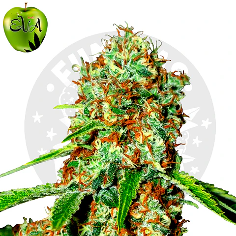 Eva Seeds Jamaican Dream CBD Fem