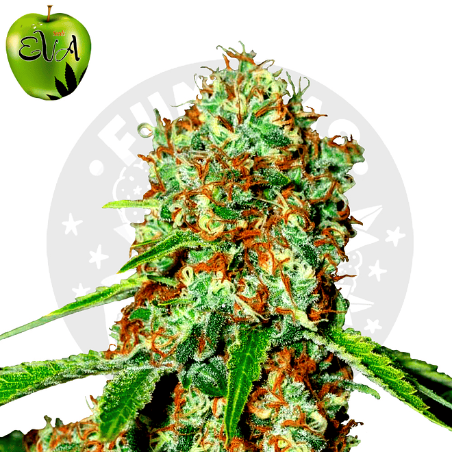 Eva Seeds Jamaican Dream CBD Fem 2
