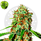 Eva Seeds Jamaican Dream CBD Fem - Miniatura 2