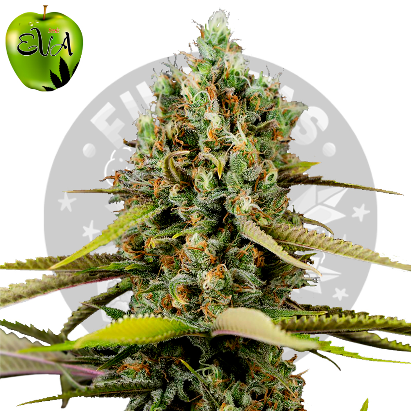 Eva Seeds Lemon King Fem 2