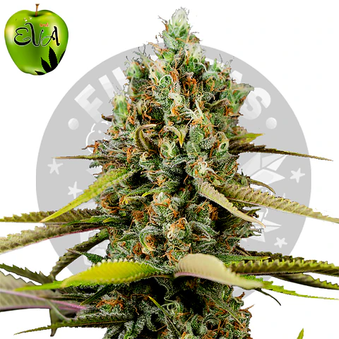 Eva Seeds Lemon King Fem