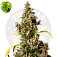 Eva Seeds Monster Fem - Miniatura 2