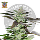 Sweet Seeds Black Jack Fem - Miniatura 2