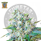 Sweet Seeds Green Poison Fem - Miniatura 2