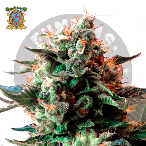 Sweet Seeds Jack 47 Fem