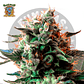 Sweet Seeds Jack 47 Fem - Miniatura 2