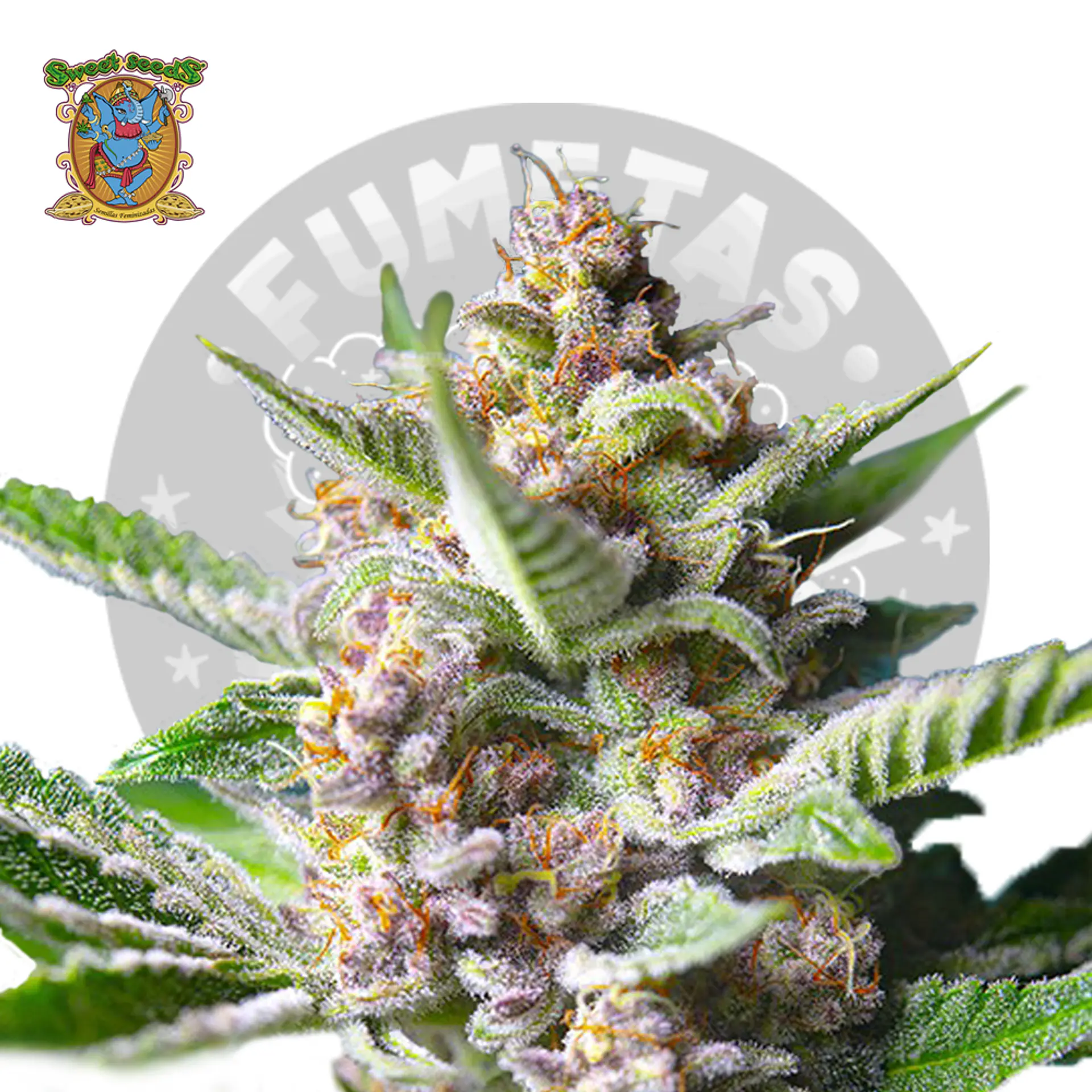 Sweet Seeds Purple Punch Og Fem 2