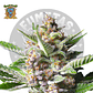 Sweet Seeds Purple Punch Og Fem - Miniatura 2