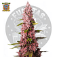 Sweet Seeds Red Hot Cookies Fem - Miniatura 2