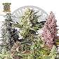 Sweet Seeds Mix 10 Seeds fem - Miniatura 2
