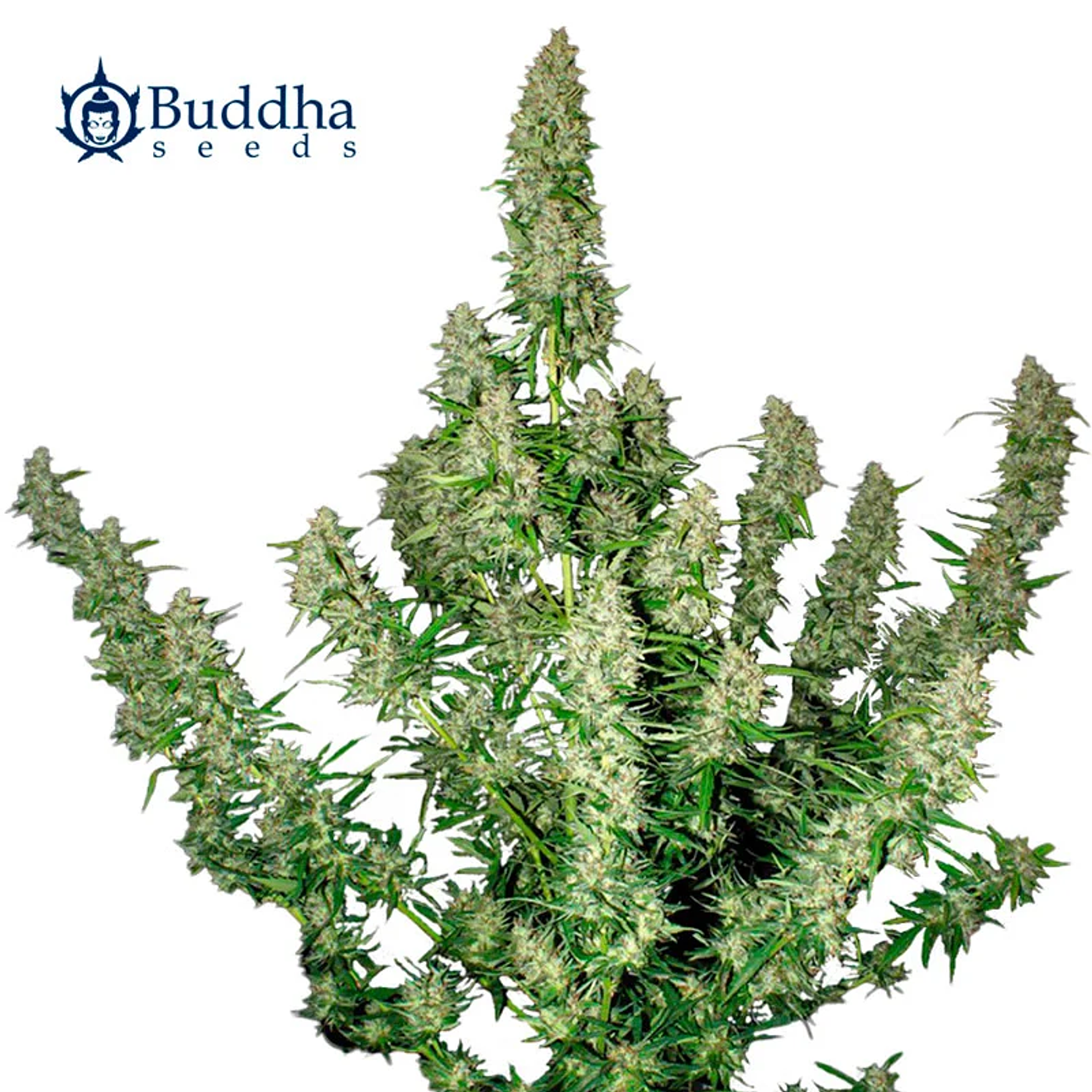 Buddha Seeds Magnum Auto  2