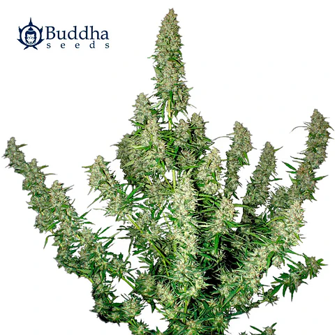 Buddha Seeds Magnum Auto 