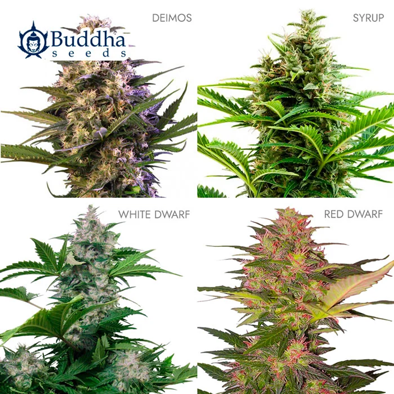 Buddha Seeds Assorted Auto 2