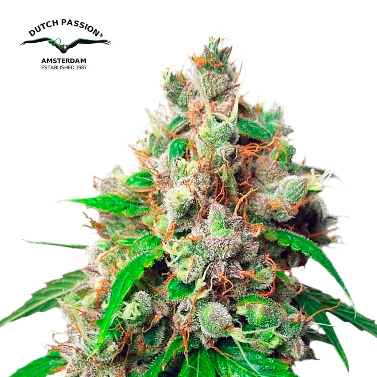 Dutch Passion Euforia Auto 2