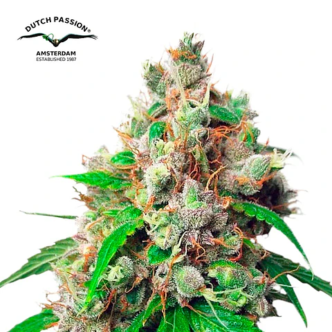 Dutch Passion Euforia Auto
