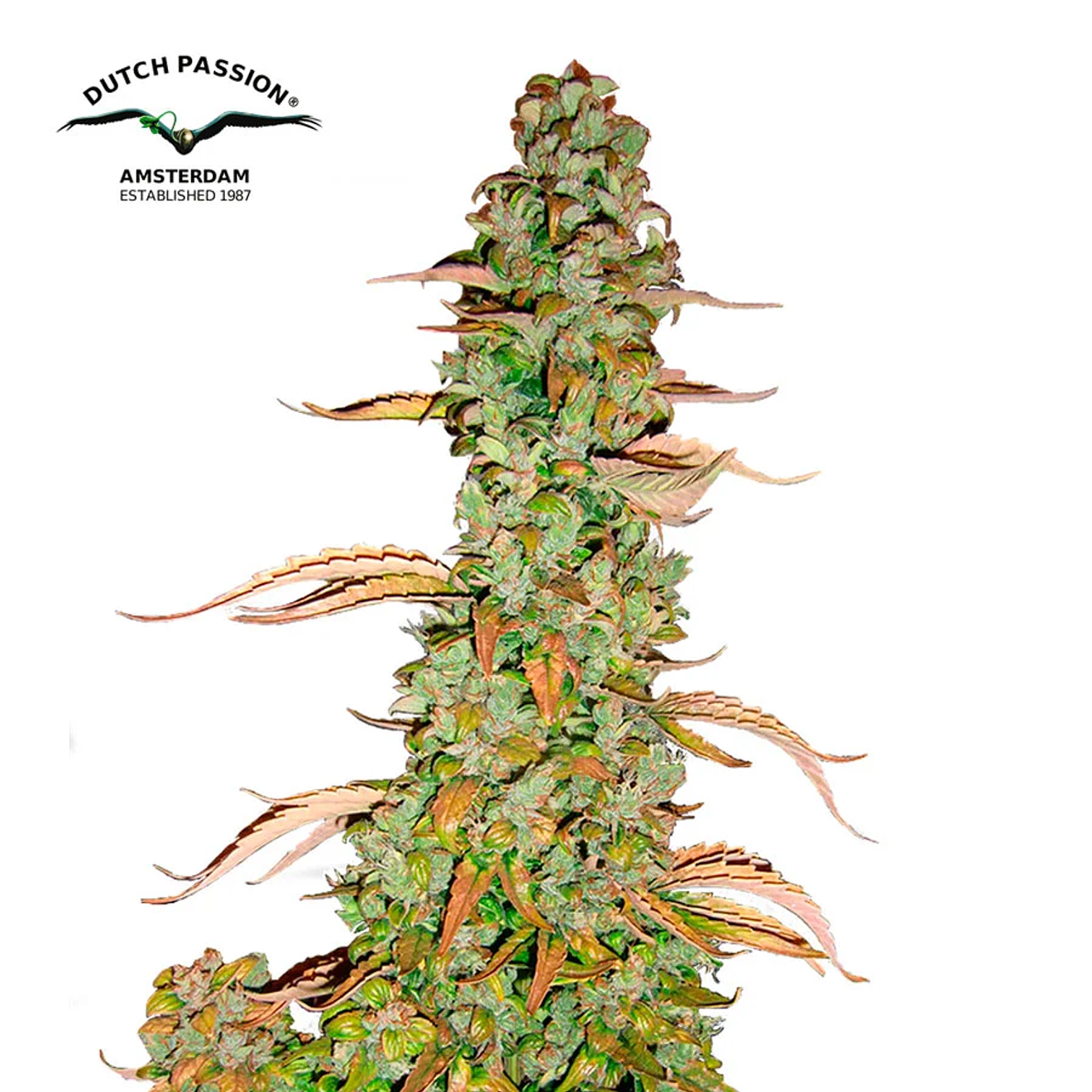 Dutch Passion Xtreme Auto 2