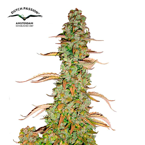Dutch Passion Xtreme Auto