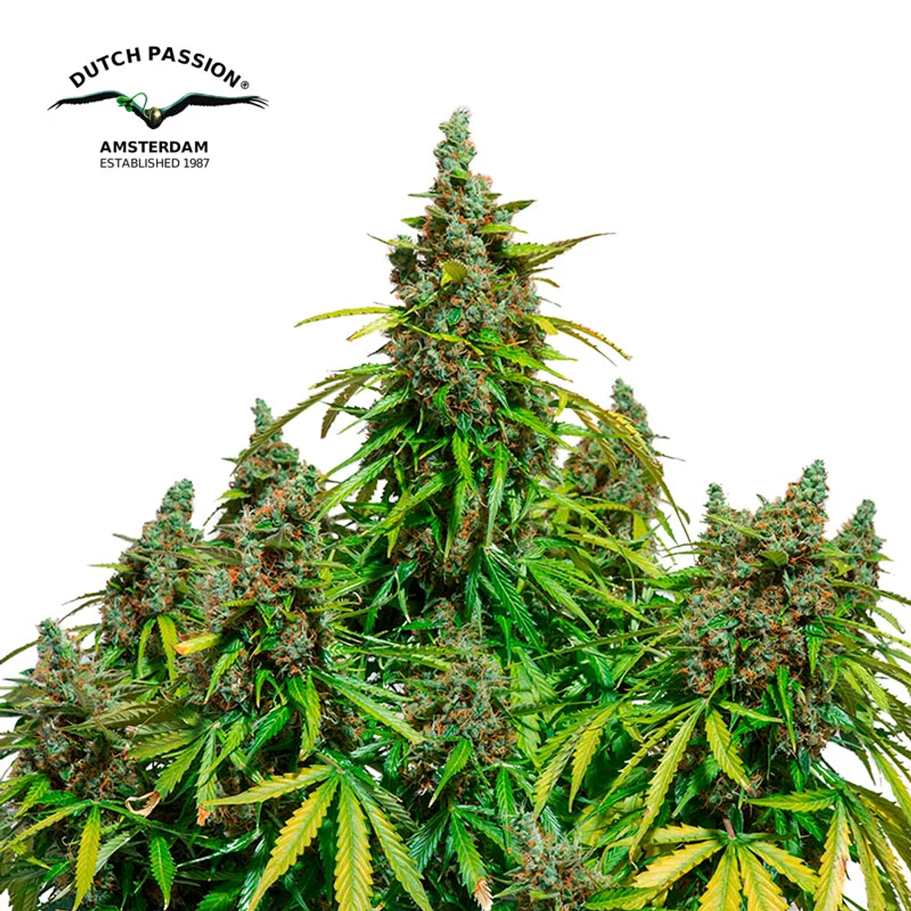 Dutch Passion Mazar Auto 2