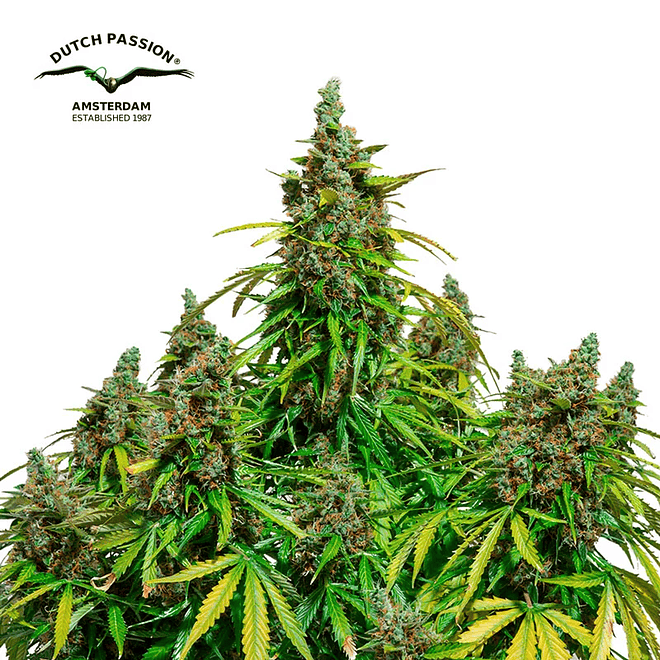 Dutch Passion Mazar Auto 2