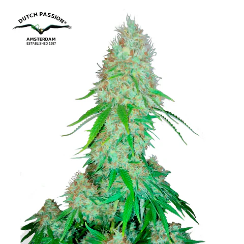 Dutch Passion Critical Orange Punch Feminizada