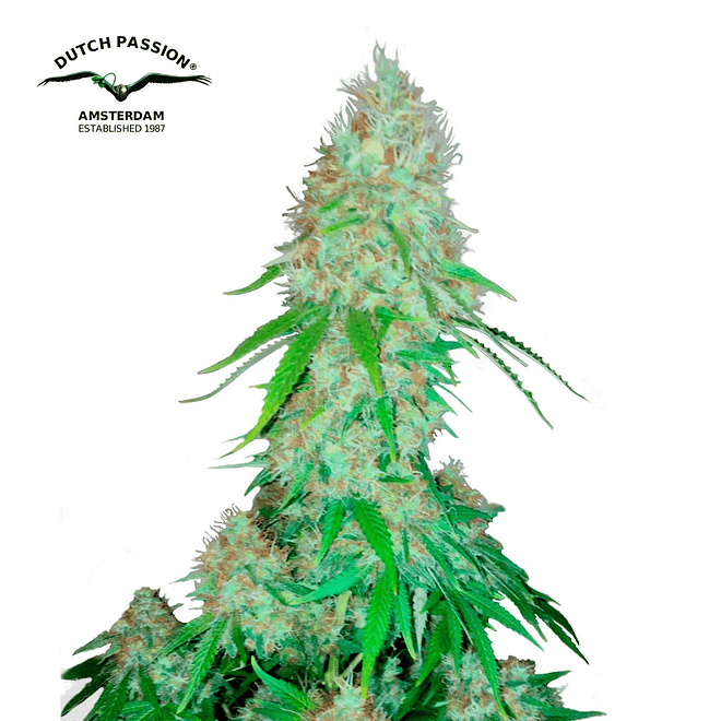 Dutch Passion Critical Orange Punch Feminizada 2