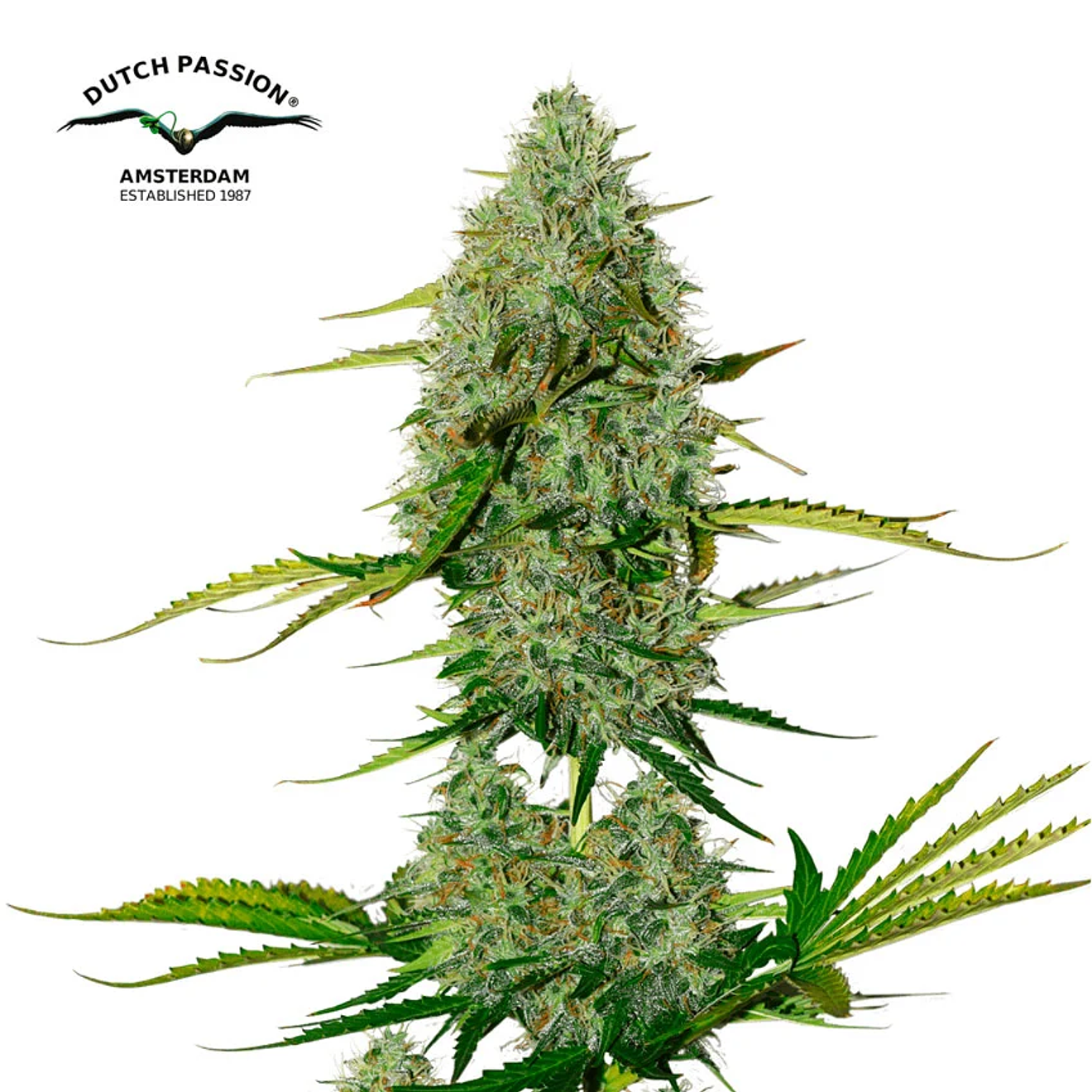 Dutch Passion Critical Orange Punch Auto 2