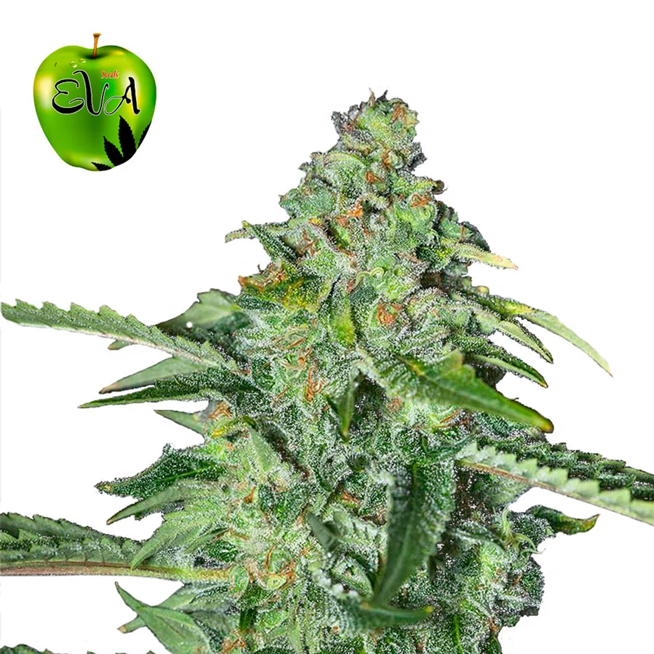 Eva Seeds TNT Kush Fem 2