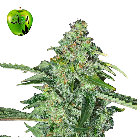 Eva Seeds TNT Kush Fem