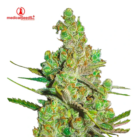 Medical Seeds 1024 Fem