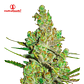 Medical Seeds 1024 Fem - Miniatura 2
