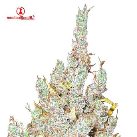 Medical Seeds 2046 Fem