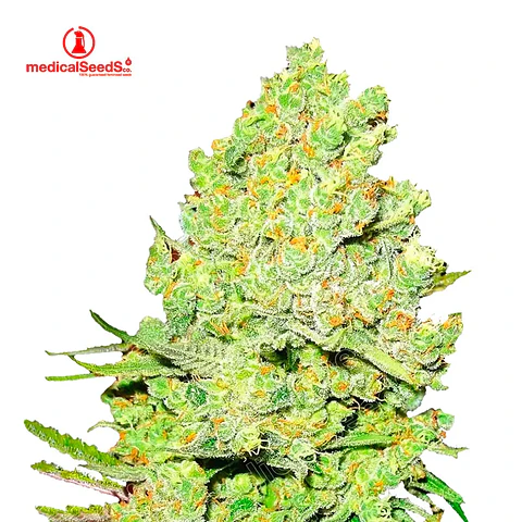 Medical Seeds Channel + Fem