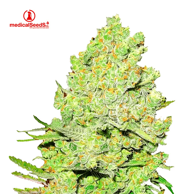 Medical Seeds Channel + Fem 2