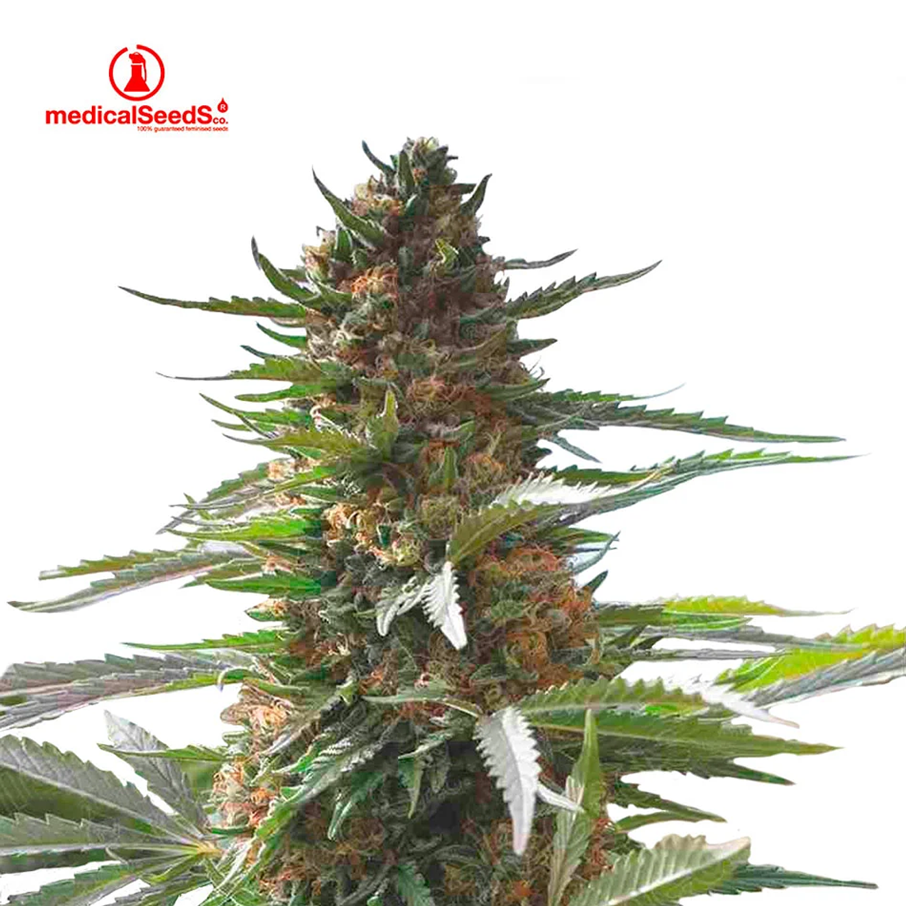 Medical Seeds Jack La Mota Fem 2