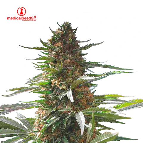 Medical Seeds Jack La Mota Fem