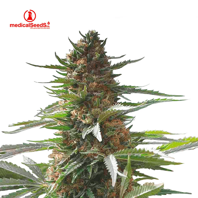 Medical Seeds Jack La Mota Fem 2