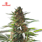 Medical Seeds Jack La Mota Fem - Miniatura 2