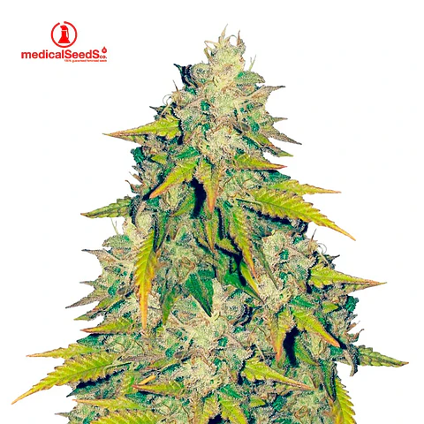 Medical Seeds Y Griega Fem