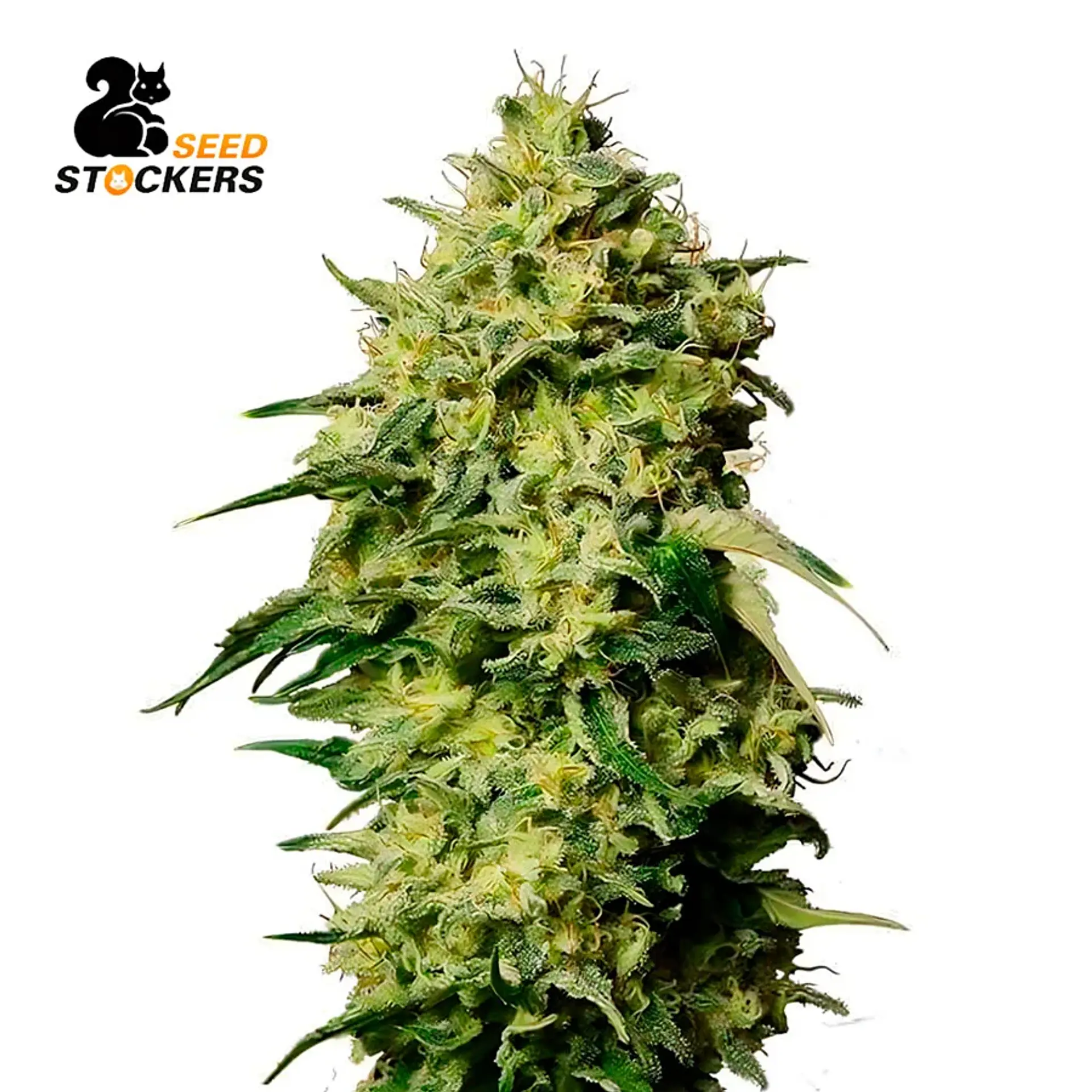 Seed Stockers Amnesia Auto 2