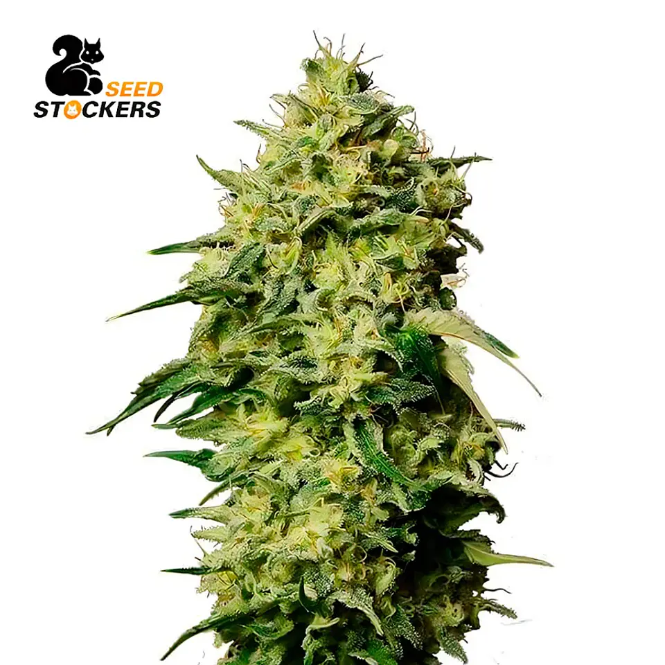 Seed Stockers Amnesia Auto 2