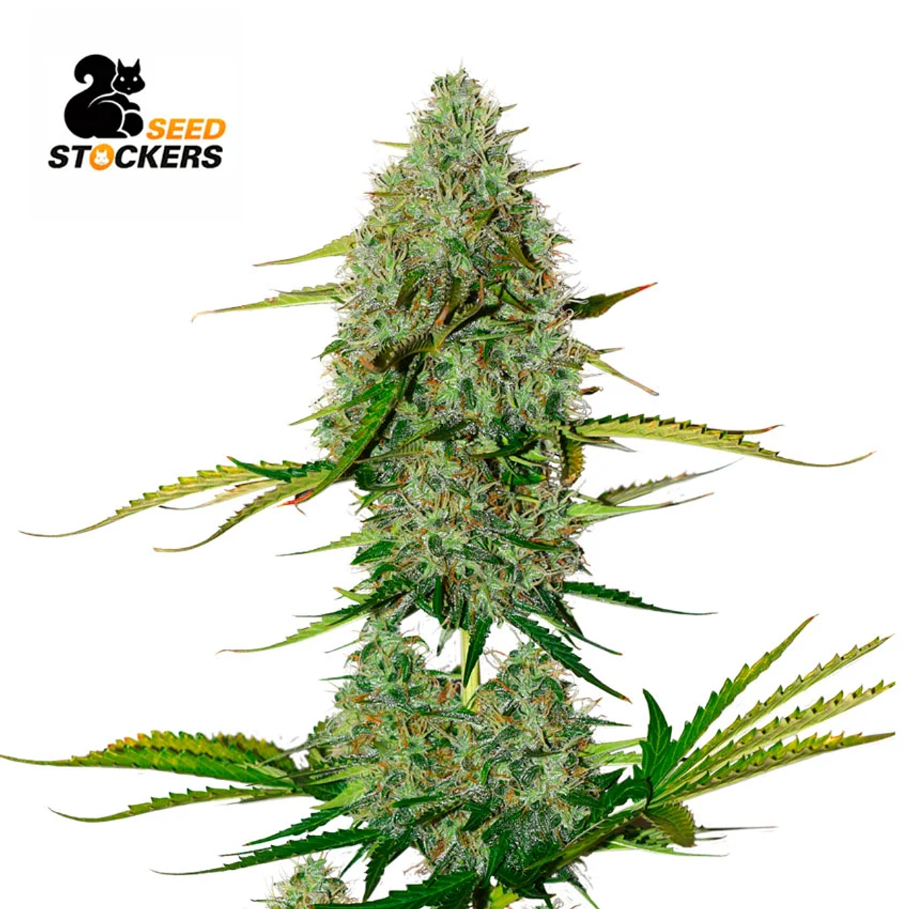 Seed Stockers BCN Critical XXL Auto 2
