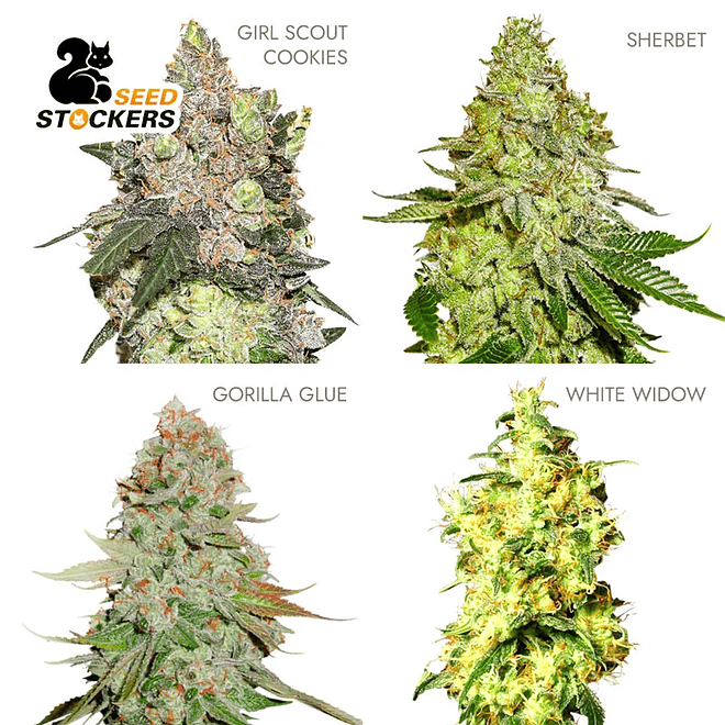 Seed Stockers Resin Auto Mix 1