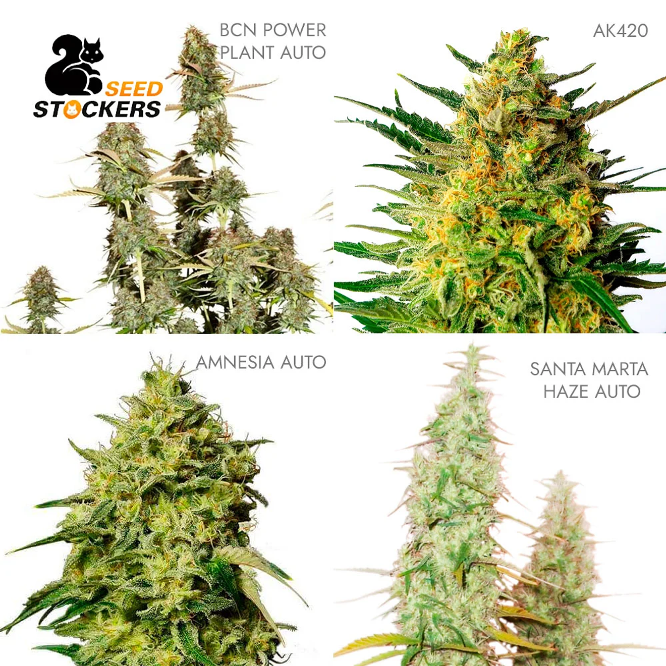 Seed Stockers Sativa Auto Mix 1