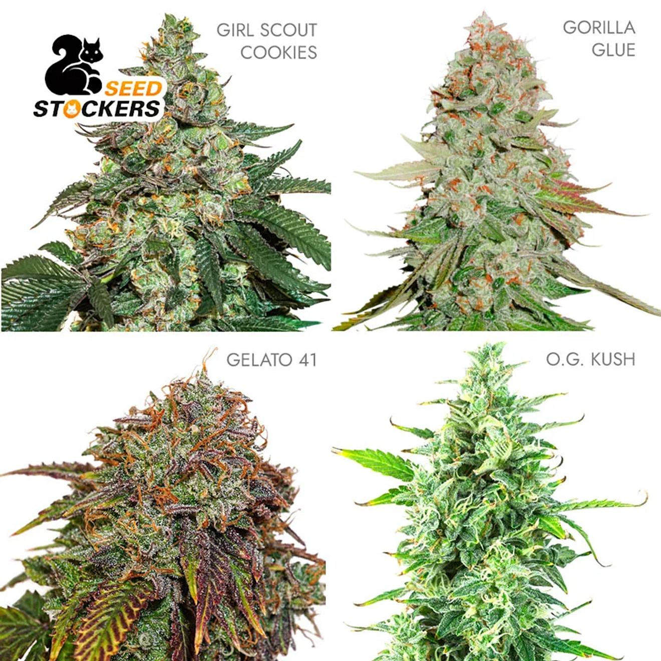 Seed Stockers USA Auto Mix 2